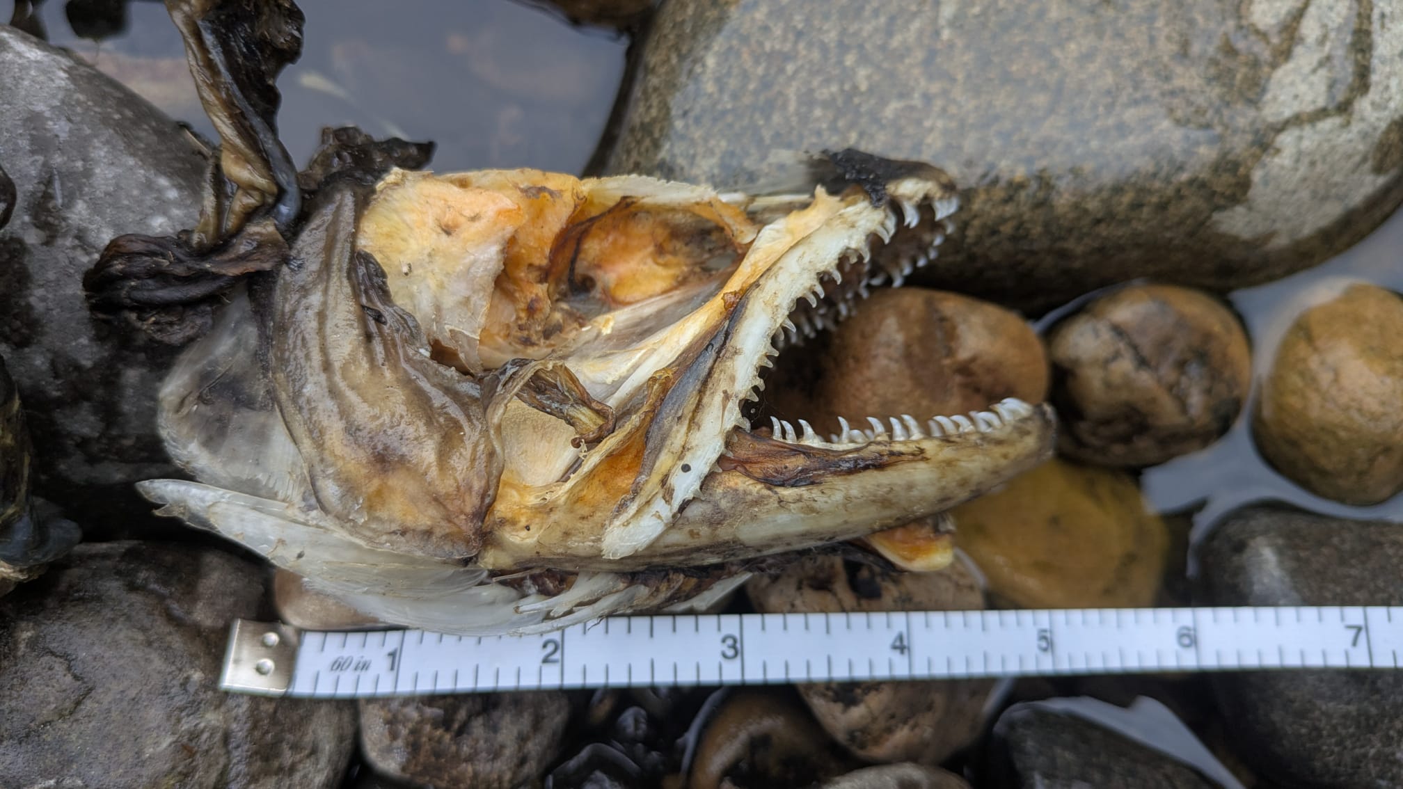 Big Tees Brown Trout Confirmed by Skull Find